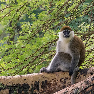 Lake Awassa - Grivet